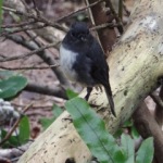 Zwart-wit vogeltje (naam vergeten)