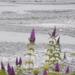 Paarse bloemen in rivierbedding