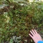 Leo voelt aan diverse groene mossen