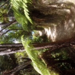 Zonnig wandelpad met varens