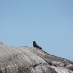 Zonnende zeehond in tasmaanse zee